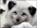 Песец
рейтинг: 302 Песец
рейтинг: 302