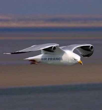 Голубь мира со стальными крыльями