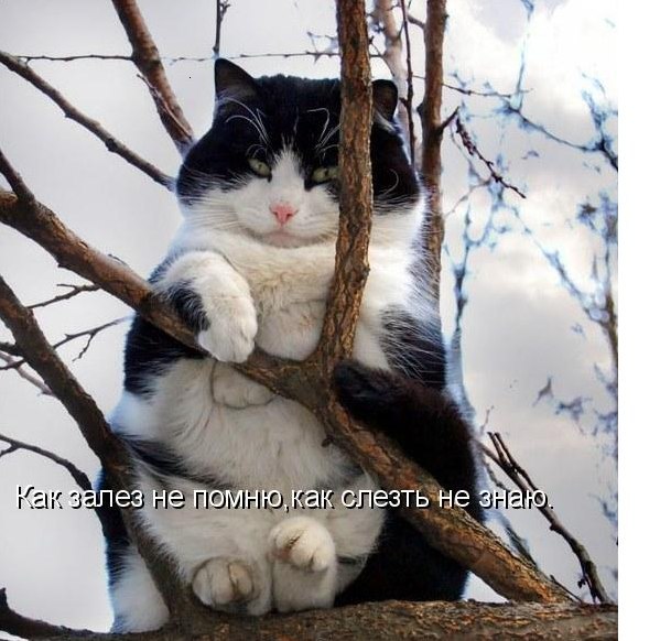 златую цепь загнал... теперь сказку придумывает