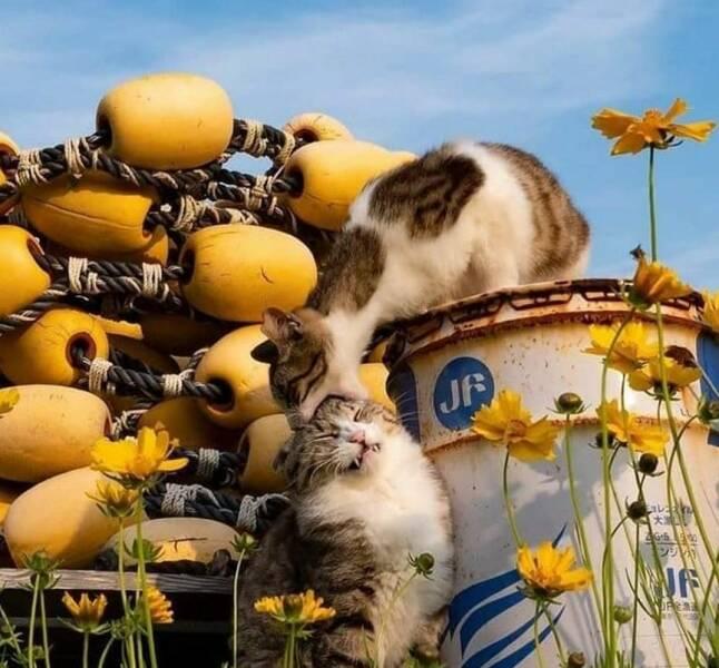 Кусь