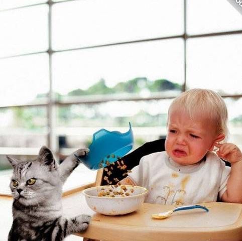 Киска и вискас: пока режиссёр клипа не видит