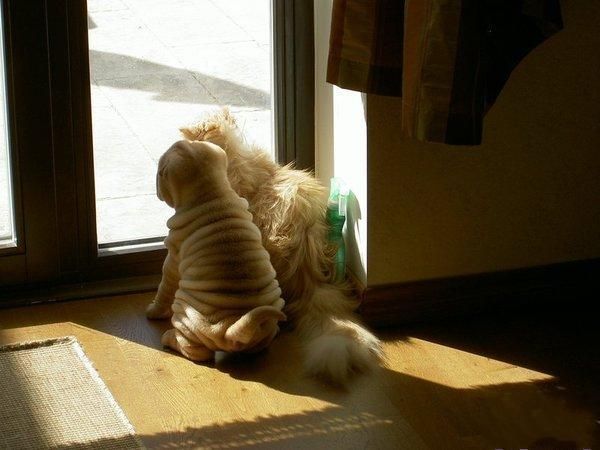 взъерошенный и помятый