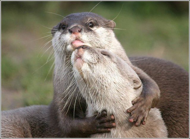 кто придумал,что все мужики козлы??