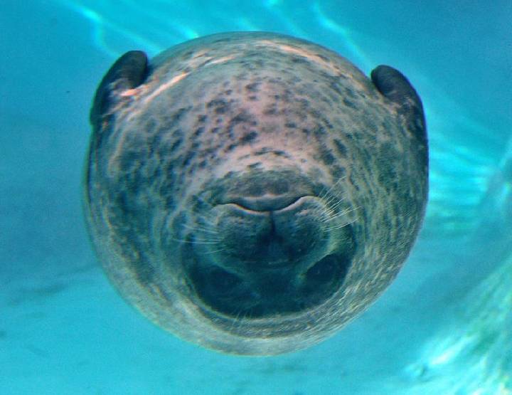 Крутанул бочку!