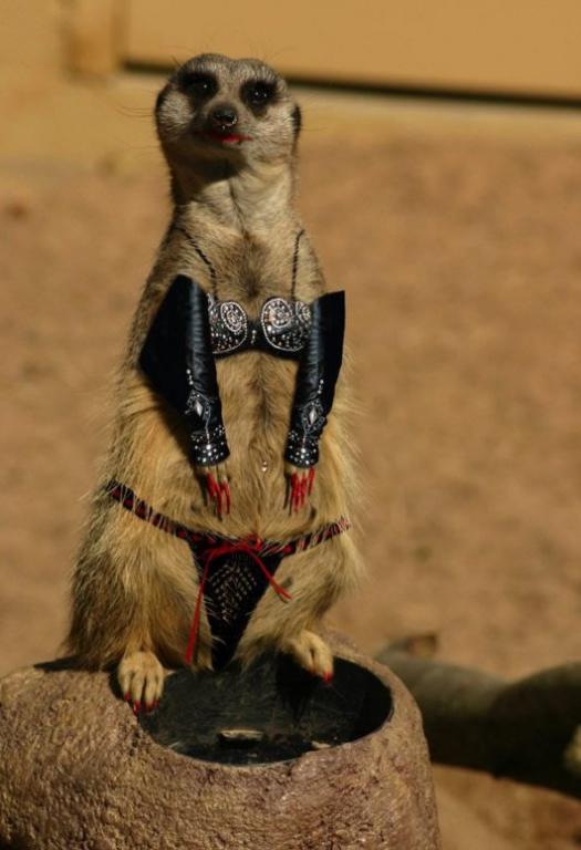 Не для того меня мама "ягодку" ростила, чтобы щи варить?...