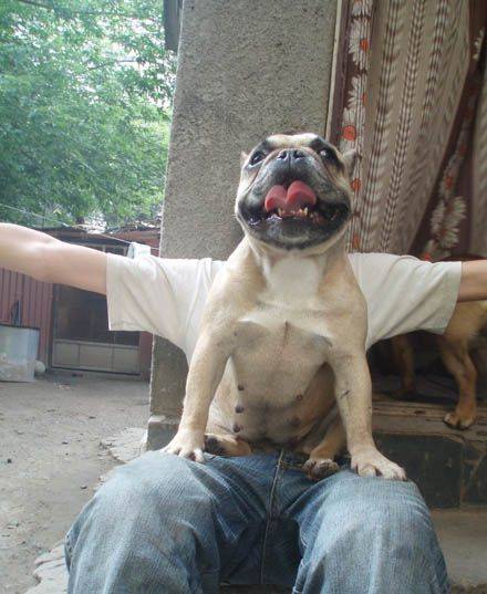 собакомен спешит на помощь