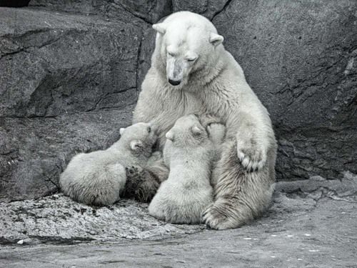 бежит молочко по вымечку...