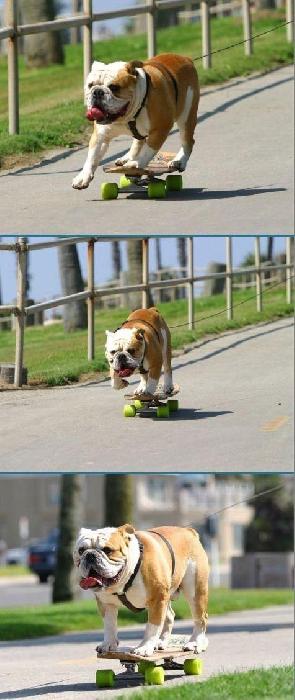 я-человек!!!...но в теле собаки