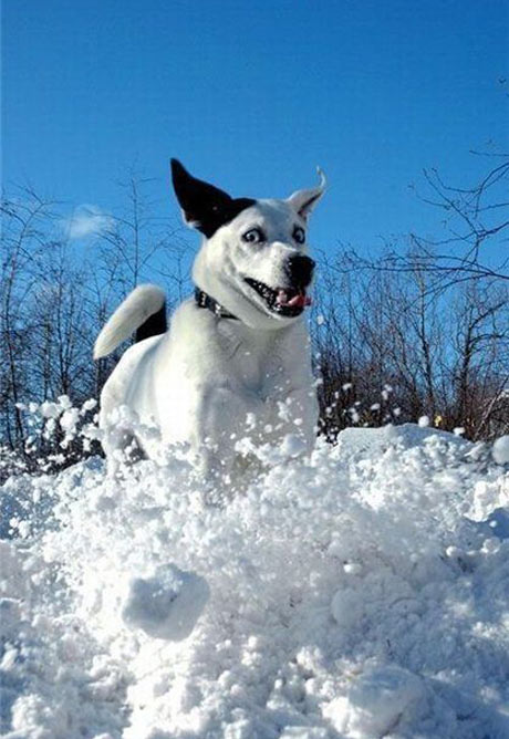 Песик в шоке