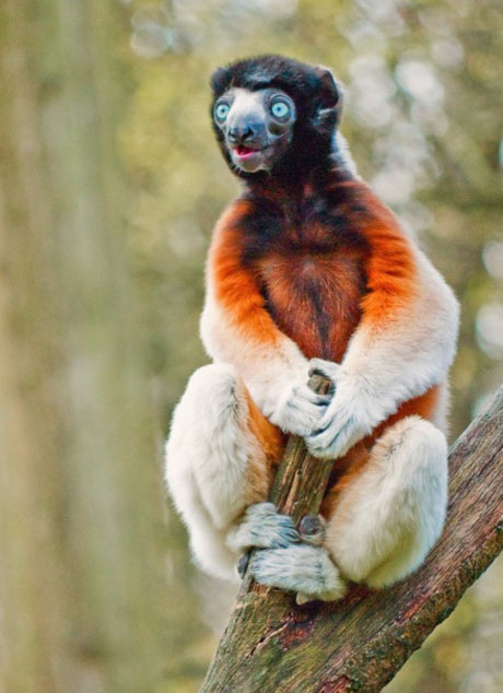 На обдолбанного нарика похож