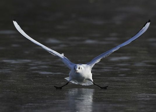 Шасси выпущены, иду на посадку...