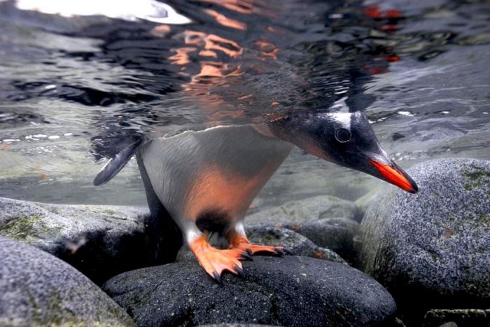 я пока ещё не жирный, - вот, поем - и на утёсы...