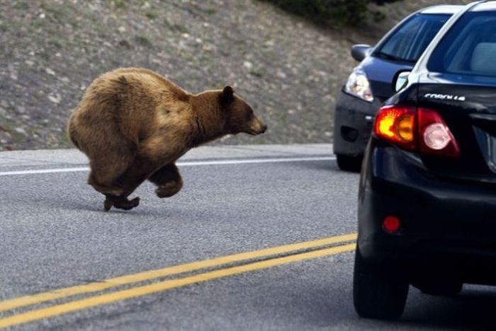 Злостный нарушитель ПДД