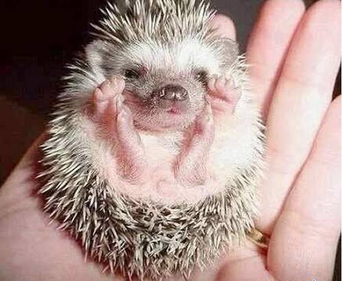 лучше ты меня не тискай, я - ежонок, а не киска!))