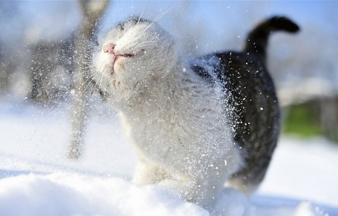 МАРТ УЖЕ ПРОХОДИТ А СНЕГУ ПО САМОЕ НЕХОЧУ.. БРАЧНЫЙ ПЕРИД ПРОПАДАЕТ