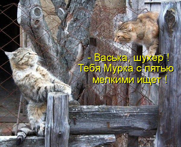 Васька, шухер! Тебя Мурка ищет!!!