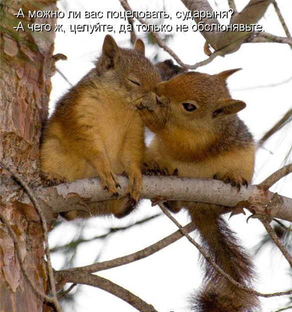 Мадам, будьте моею, имею роскошное дупло в центре леса!