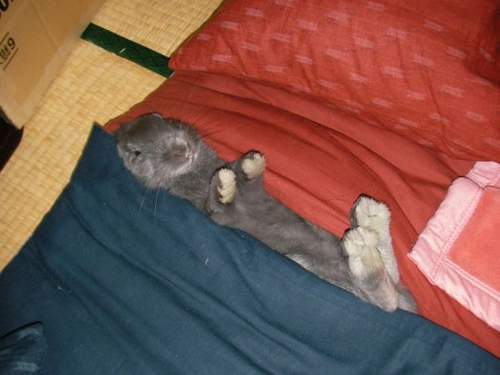 а как удобна спат