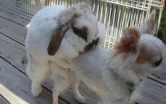 Раз, два, три, четыре, пять.. ой, извини Шарик!