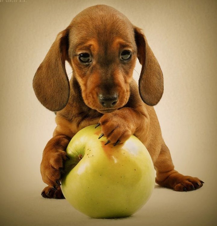 Какие печальные глаза !