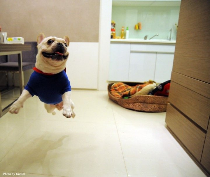 Мой "Чаппи"+ хозяйский канабис = 33 удовольствия!