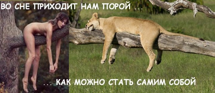 Сиеста в джунглях.