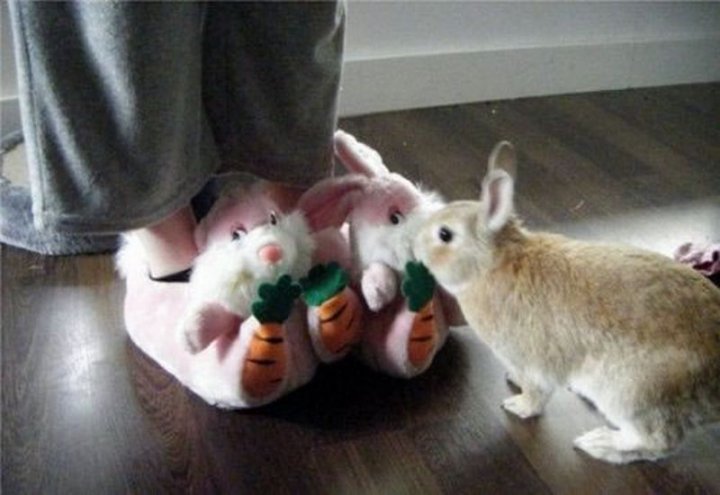 подкрепитесь братцы-кролики