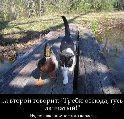 ..а второй говорит "греби отсюда, гусь лапчатый.."