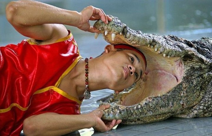 Ох, и вонь из пасти...!!! Его к стоматологу не водят...!!!