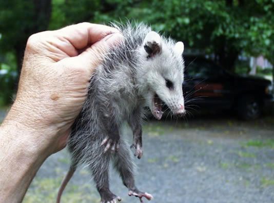 Чупакабрик