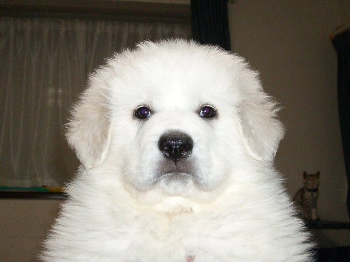 прикольный пупс