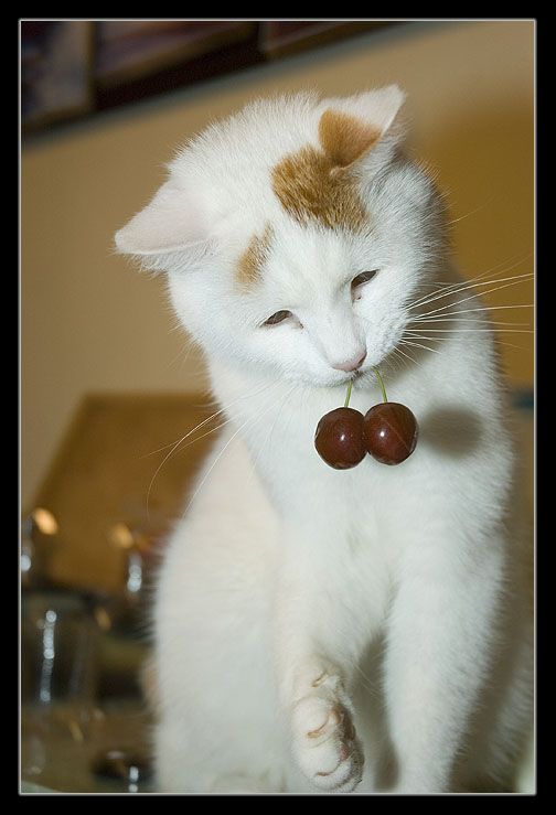 Дай лапу - получишь вишенку