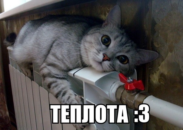 Похоже, кошка батарею греет ...