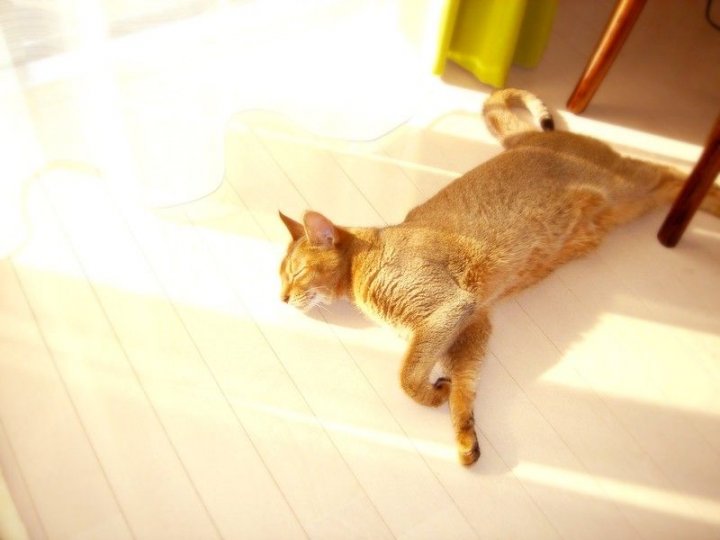 Солнышка лучик носик щекочет, доброе утро сказать тебе хочет..