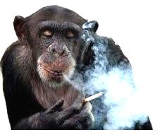 Говорят, у людей тяжело с куревом...