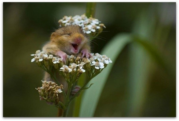 Ой ты травушка-муравушка зелеееенаааяяя