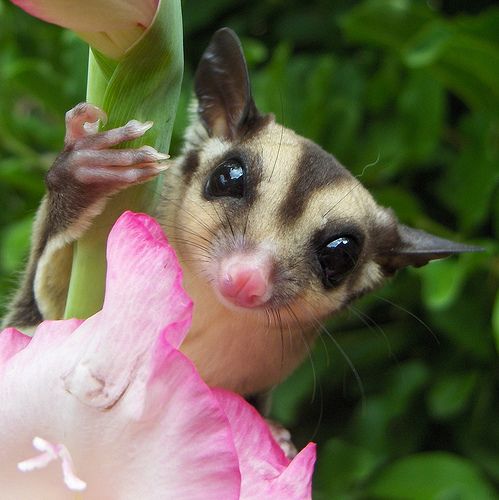 Прикольный зверек