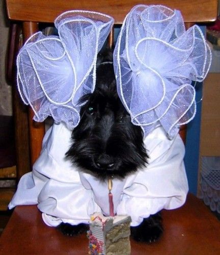 Правду говорил мне Шарик: эти люди - существа совершенно неадекватные!