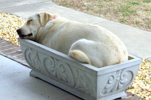 Это мой домик, просто я немного вырос..