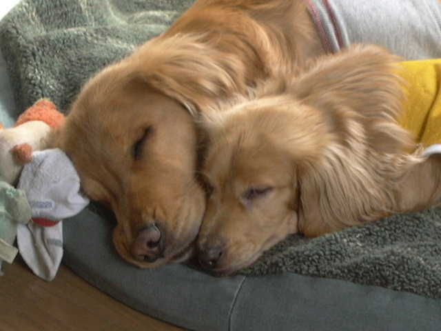 Собачья нежность