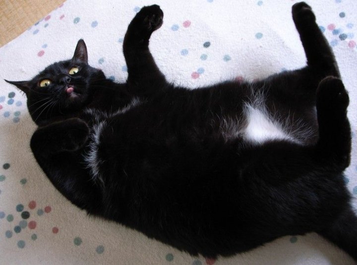 Поднимите меня!! Я уже целый час так лежу!!