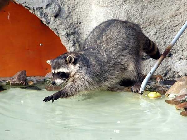 Надоело полОскать, эх, кого бы полАскать!