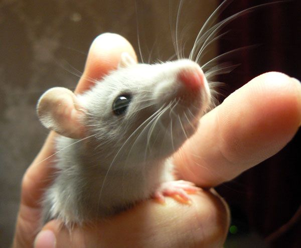 надо взять себя в руки... надо срррочно взять себя в руки!!!