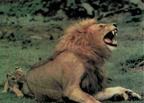 Жена! Забери этого садиста! Я уже не могу с ним играть!