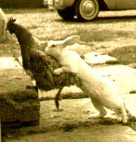 не уйдешь! меня сегодня прет, а крольчихи закончились..