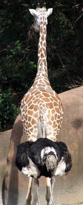 Ой!.. почему вдруг стало темно??