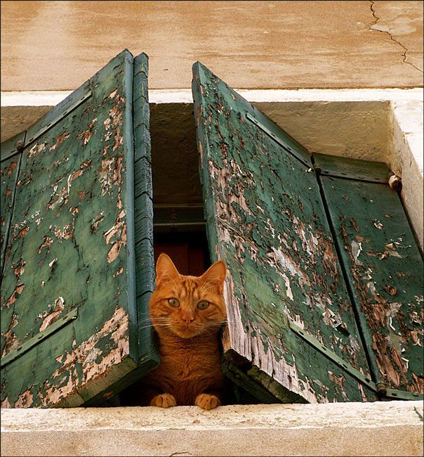 А здесь я прячусь от тапков