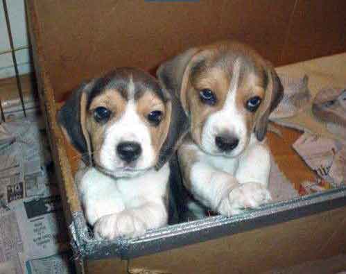 Кукол снимут с нитей длинных и , посыпав нафталином, кипой...