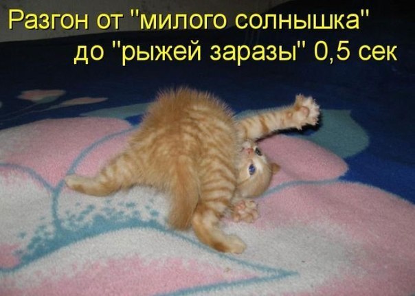 Разгон от "милого солнышка" до "рыжей заразы"