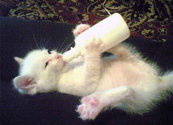 Это когда я вырасту буду мышей ловить, а сейчас мне дайте МОЛОКО!